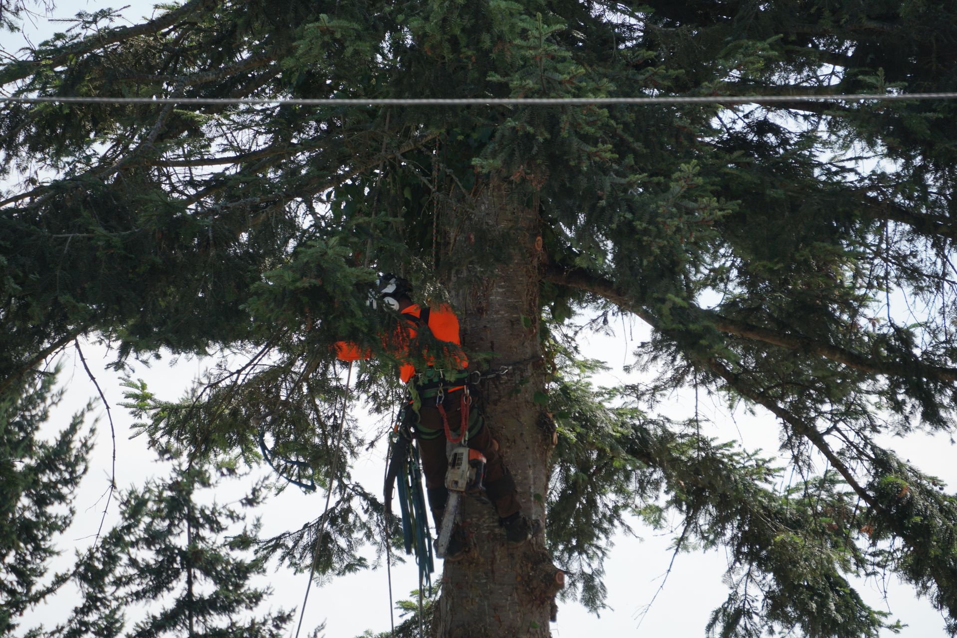 Arborist in orange safety gear using a chainsaw to trim a tall tree near power lines.