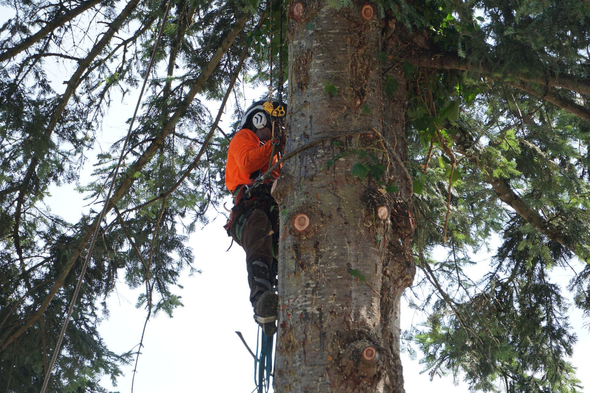 Arborist in orange shirt, cutting tree branches with a chainsaw, wearing safety gear, set against a bright sky.