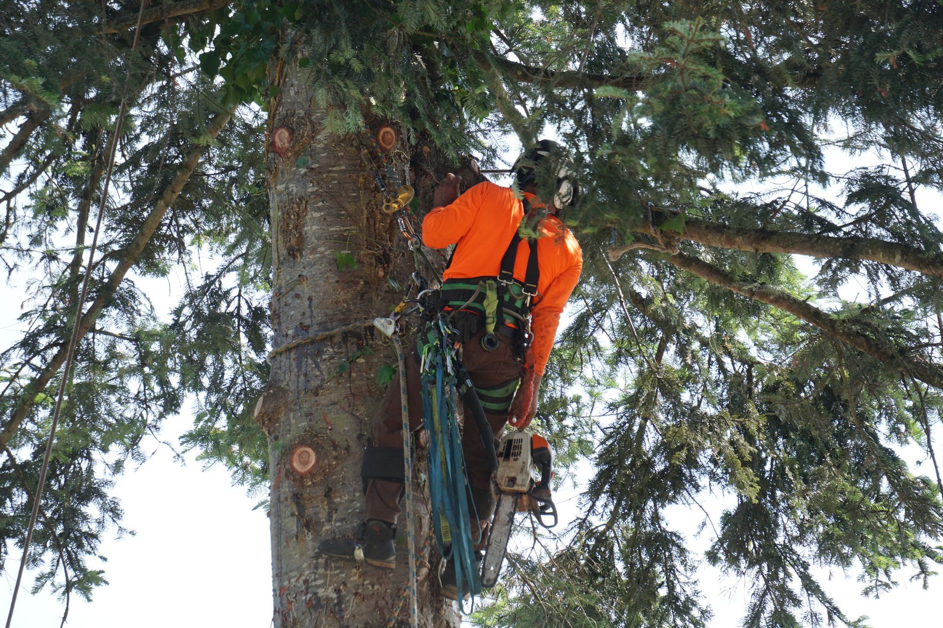 Arborist in orange shirt and safety gear climbing a tall tree, using ropes and tools.