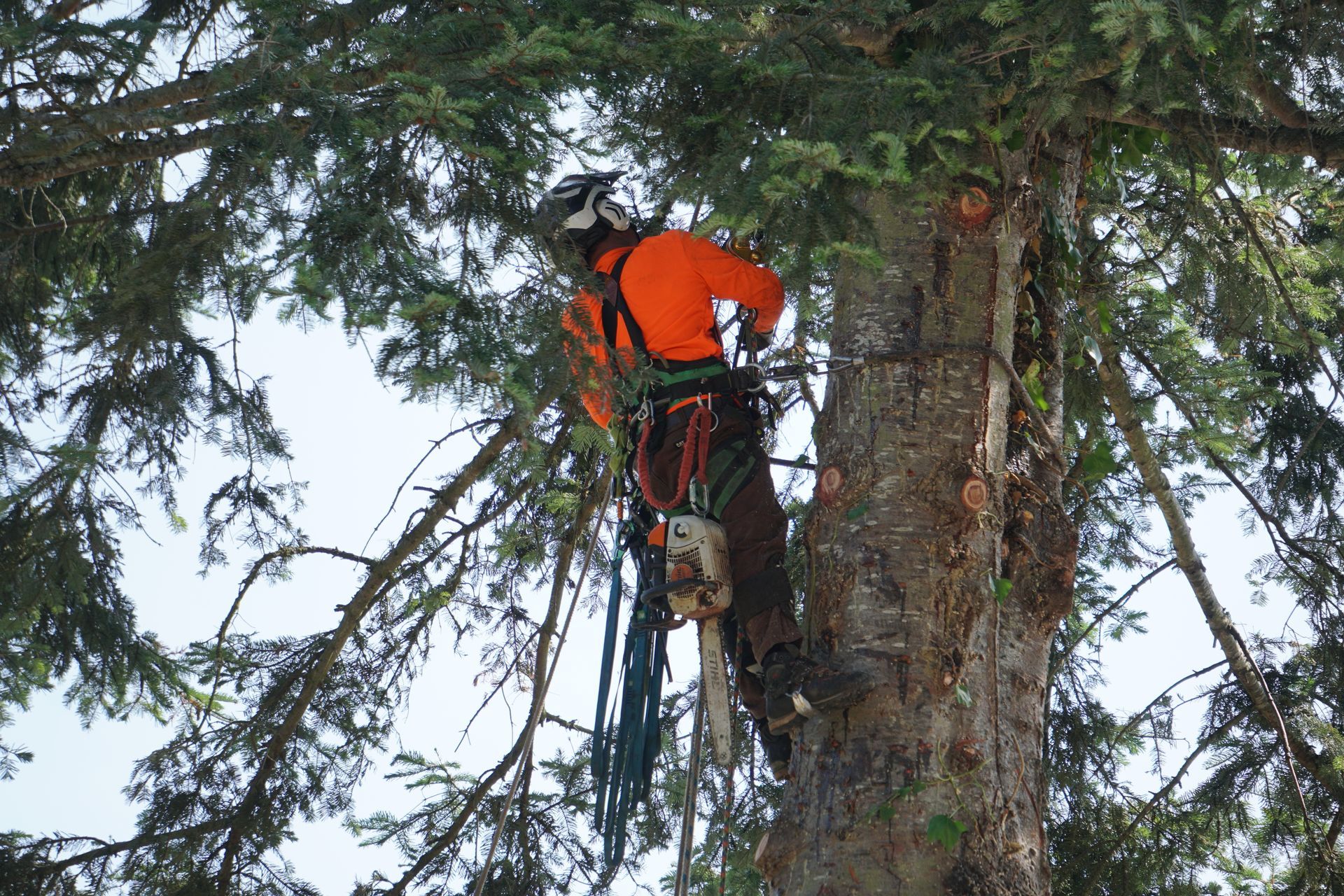 Arborist in orange shirt, helmet, and safety gear, using a chainsaw in a tall tree.
