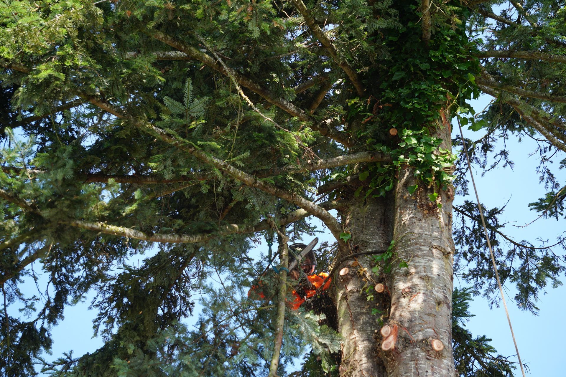 Arborist using chainsaw in tall tree, blue sky visible.