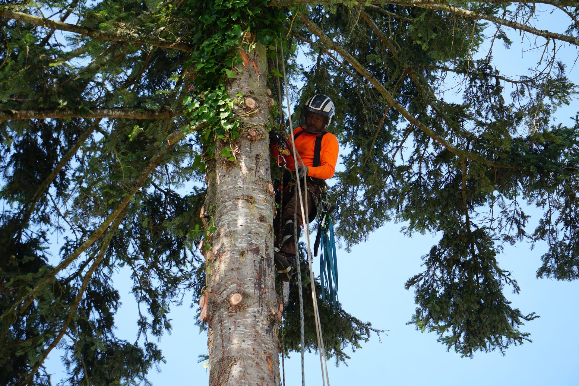 Arborist in an orange shirt and helmet, trimming a tall tree with ropes.