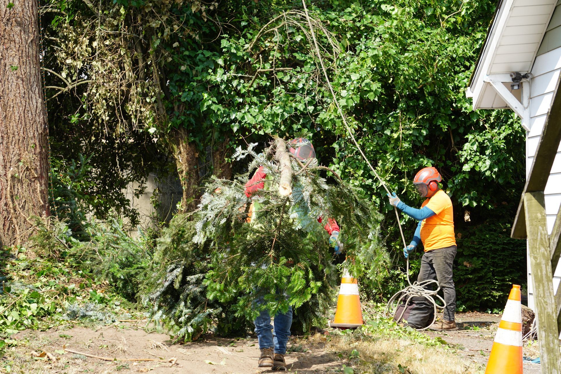 Two workers trimming tree branches near a house. One carries a pile of green branches, the other cuts with a long pole.