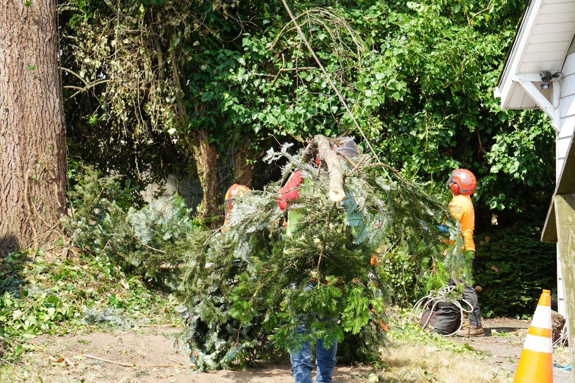 Arborists carry large bundle of tree branches, near a building. One wears an orange vest and hardhat.
