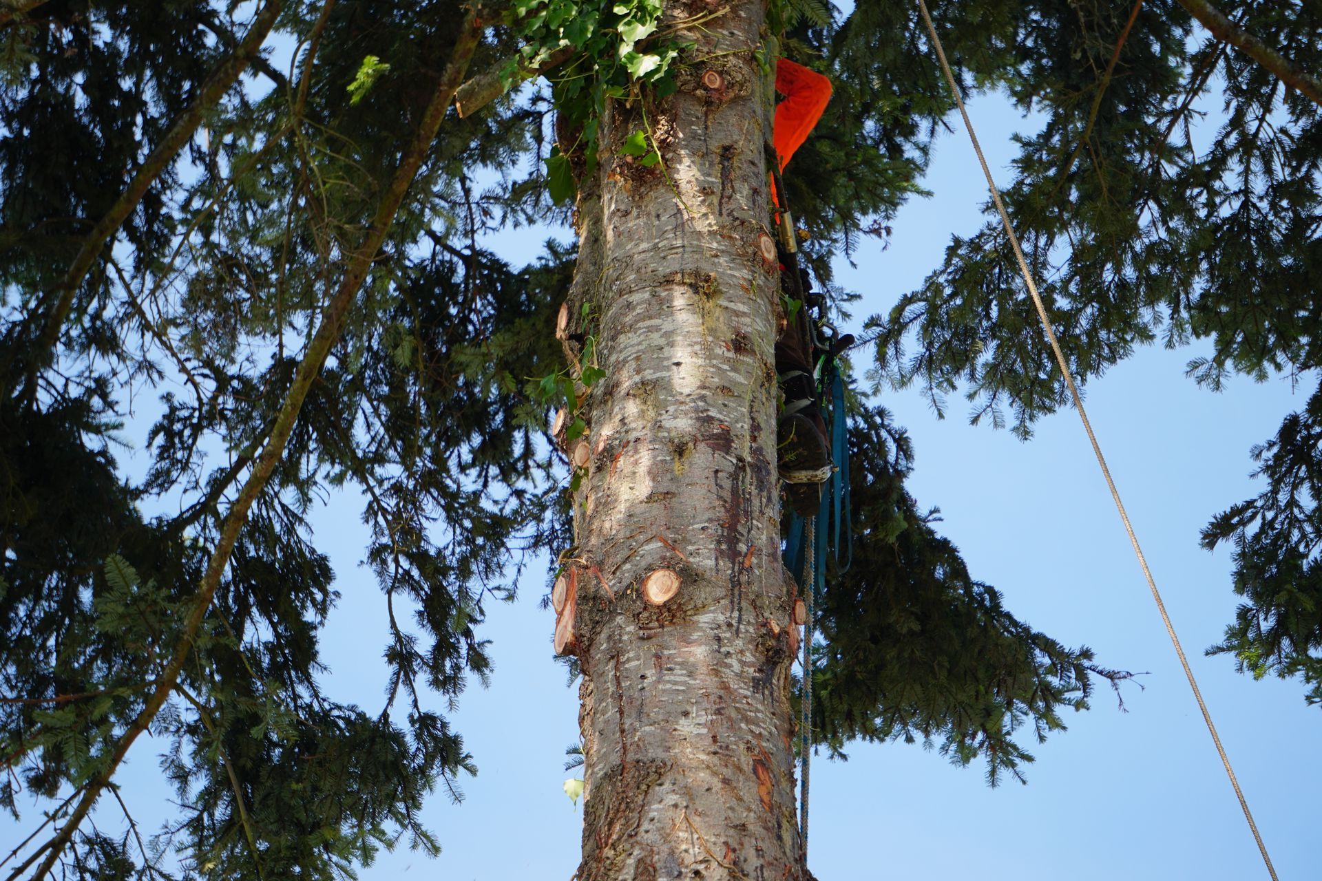 Person in orange safety gear climbing a tall tree; blue sky in background.