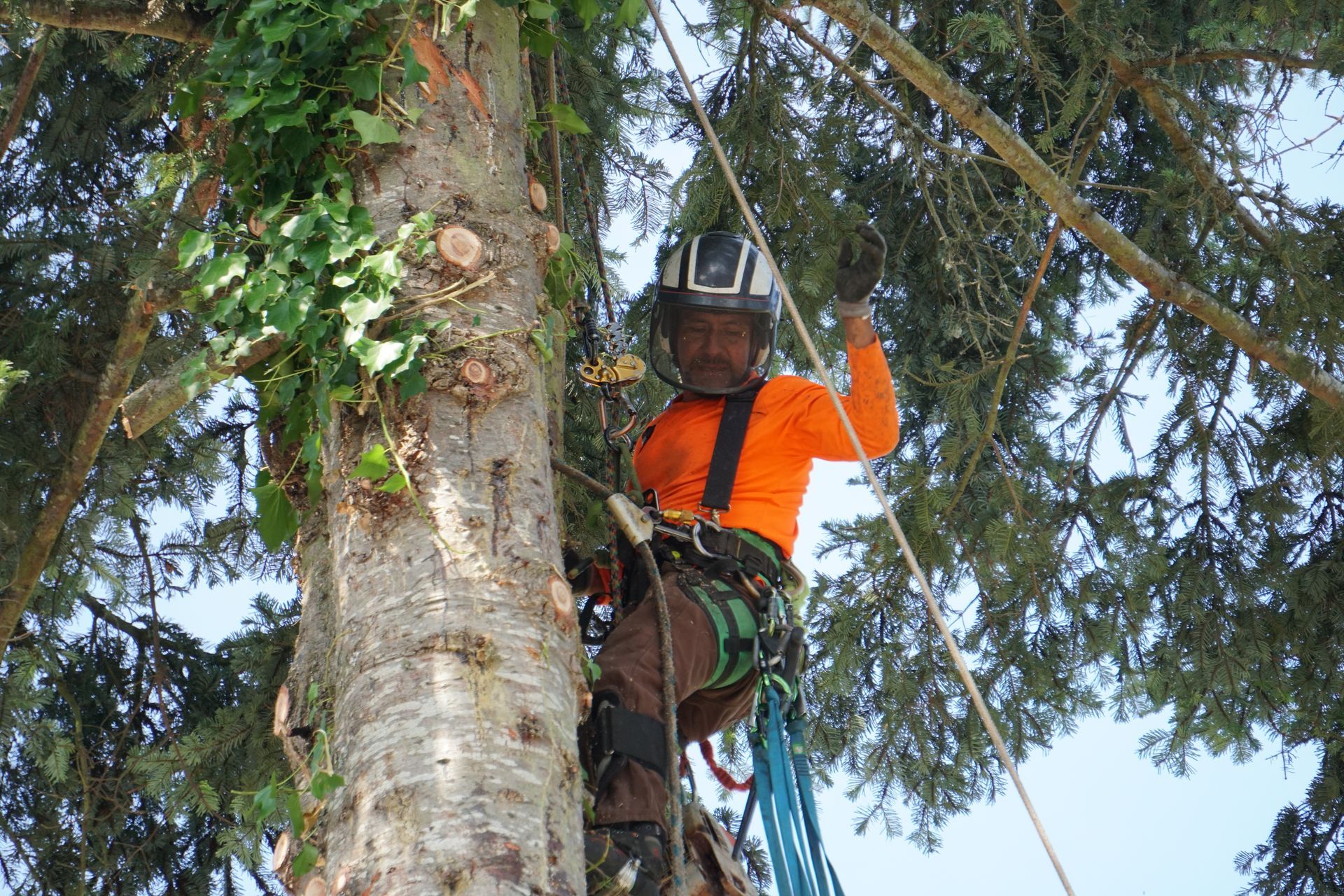 Arborist in an orange shirt and helmet climbs a tall tree, using ropes and a harness.