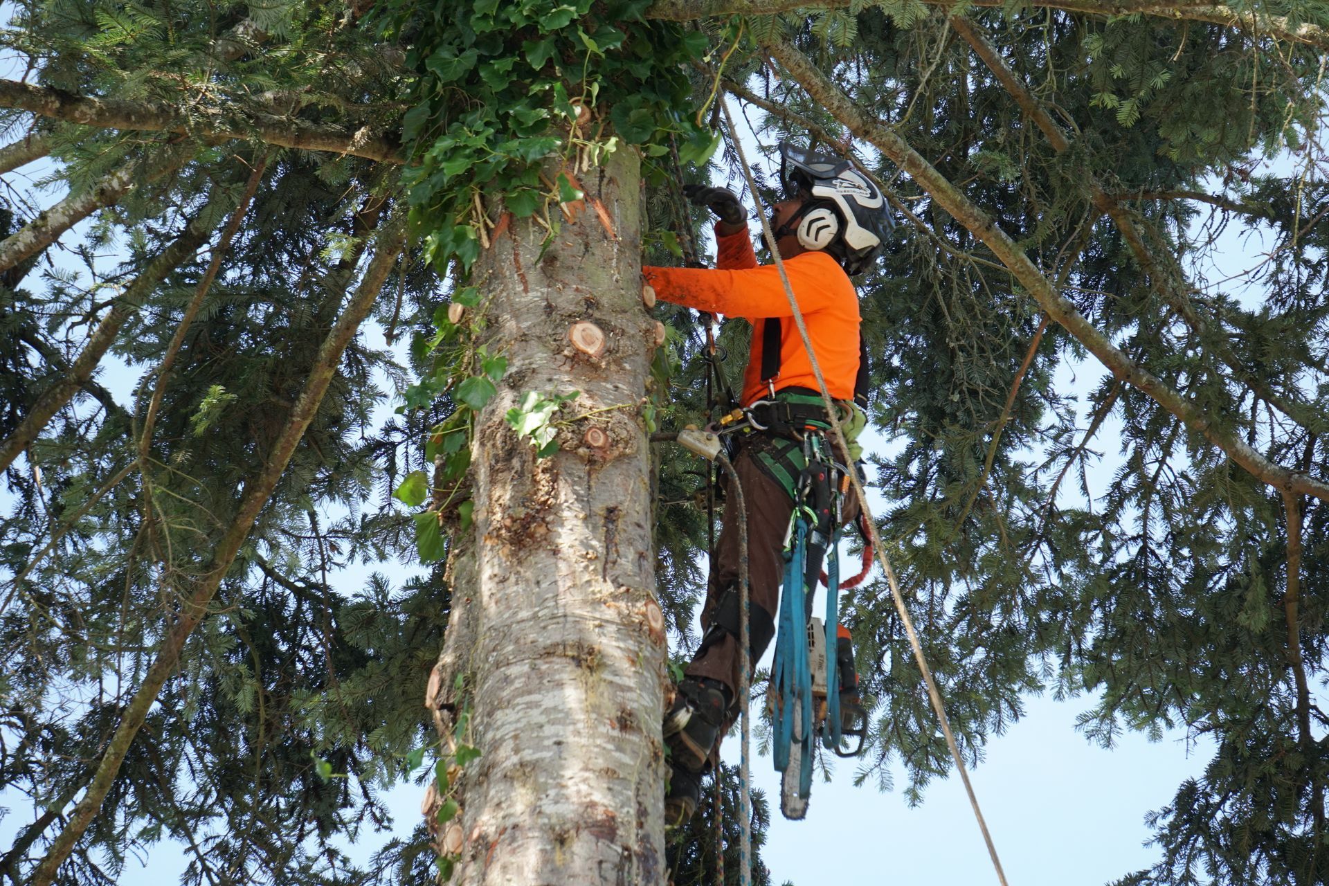 Arborist in orange shirt, scaling a tall tree, secured by ropes and harness, with ivy on the trunk.