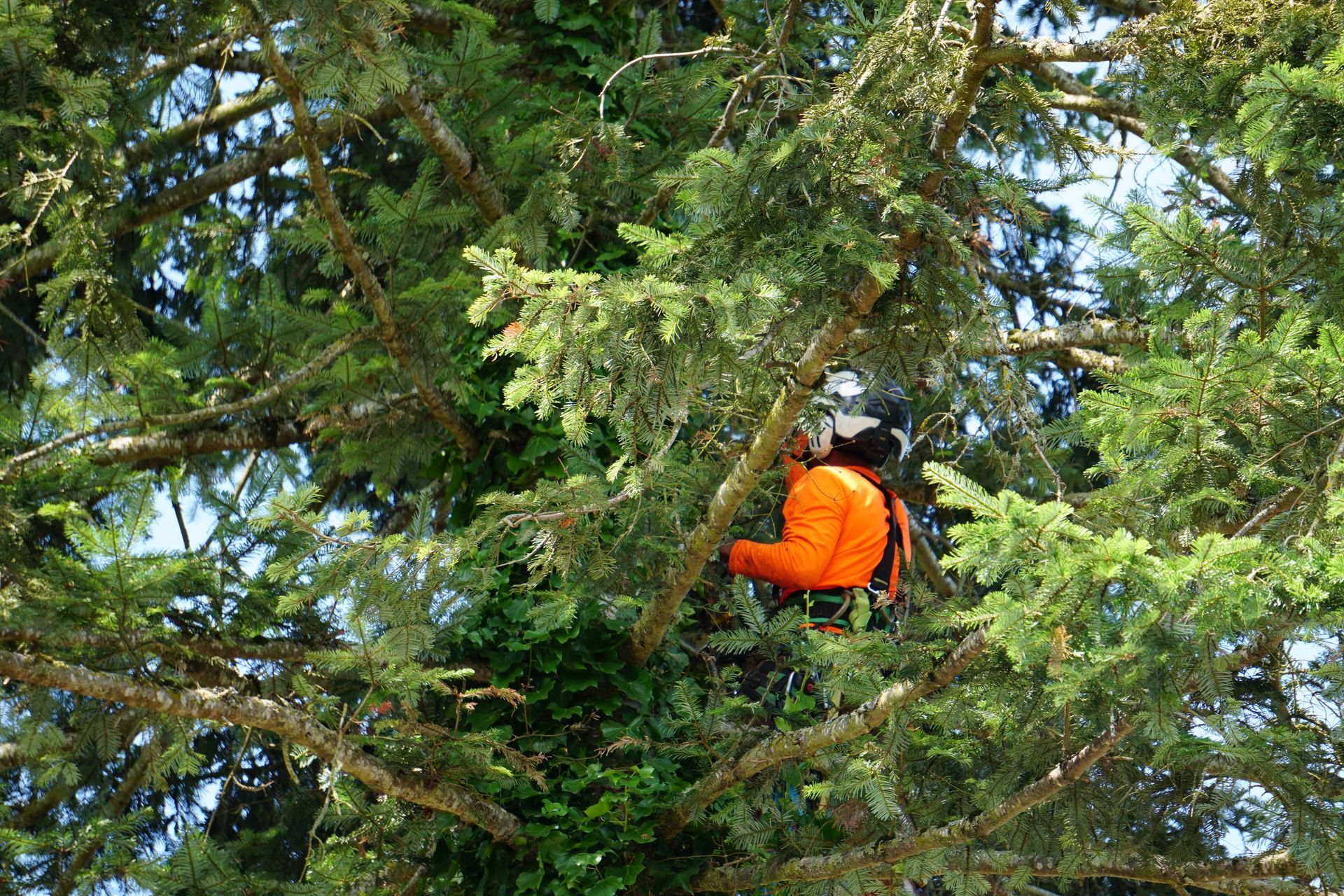 Arborist in orange safety gear, trimming a large, green tree.