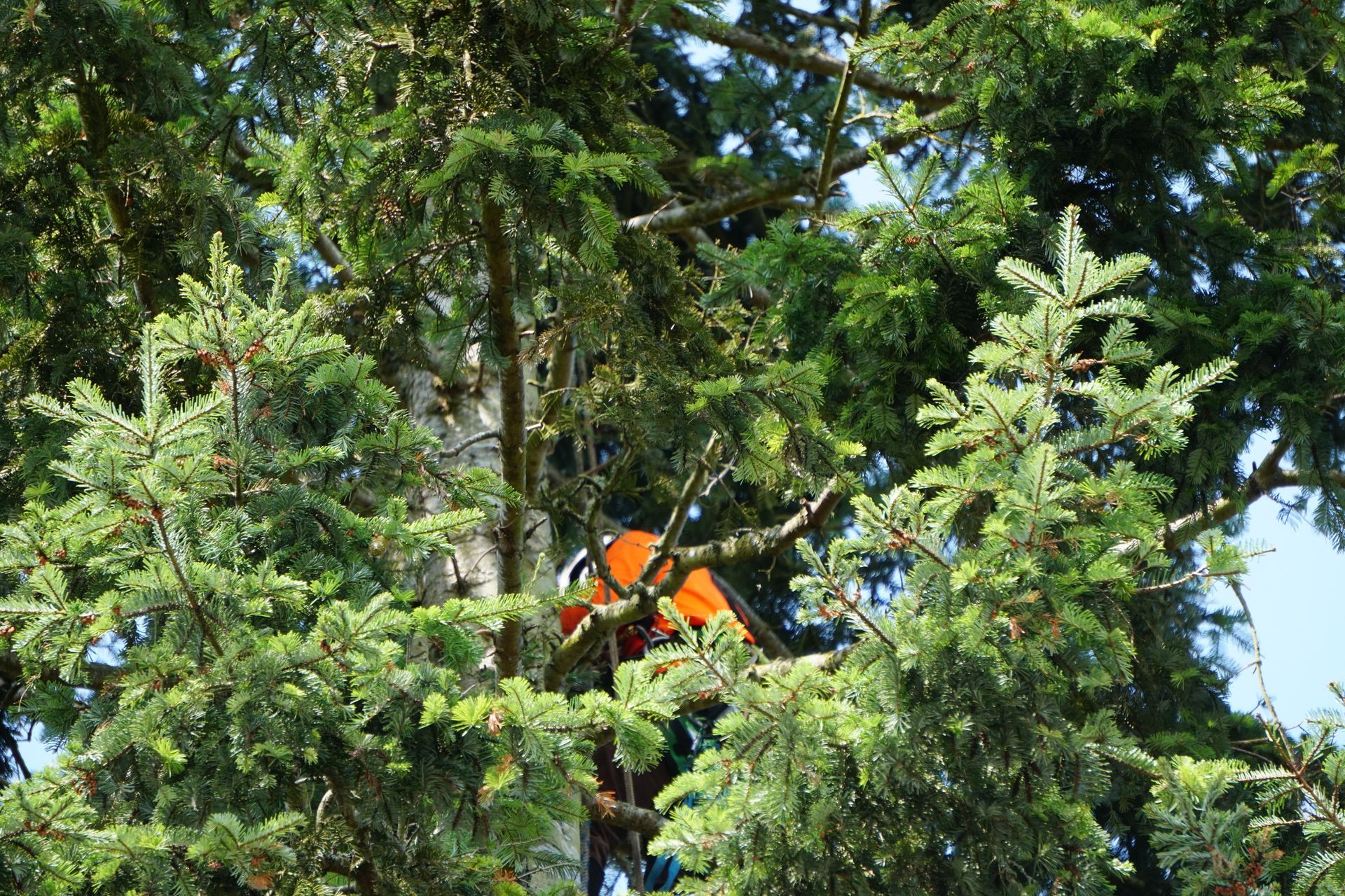 Orange-clad arborist working in a tall, green evergreen tree, sawing a branch.