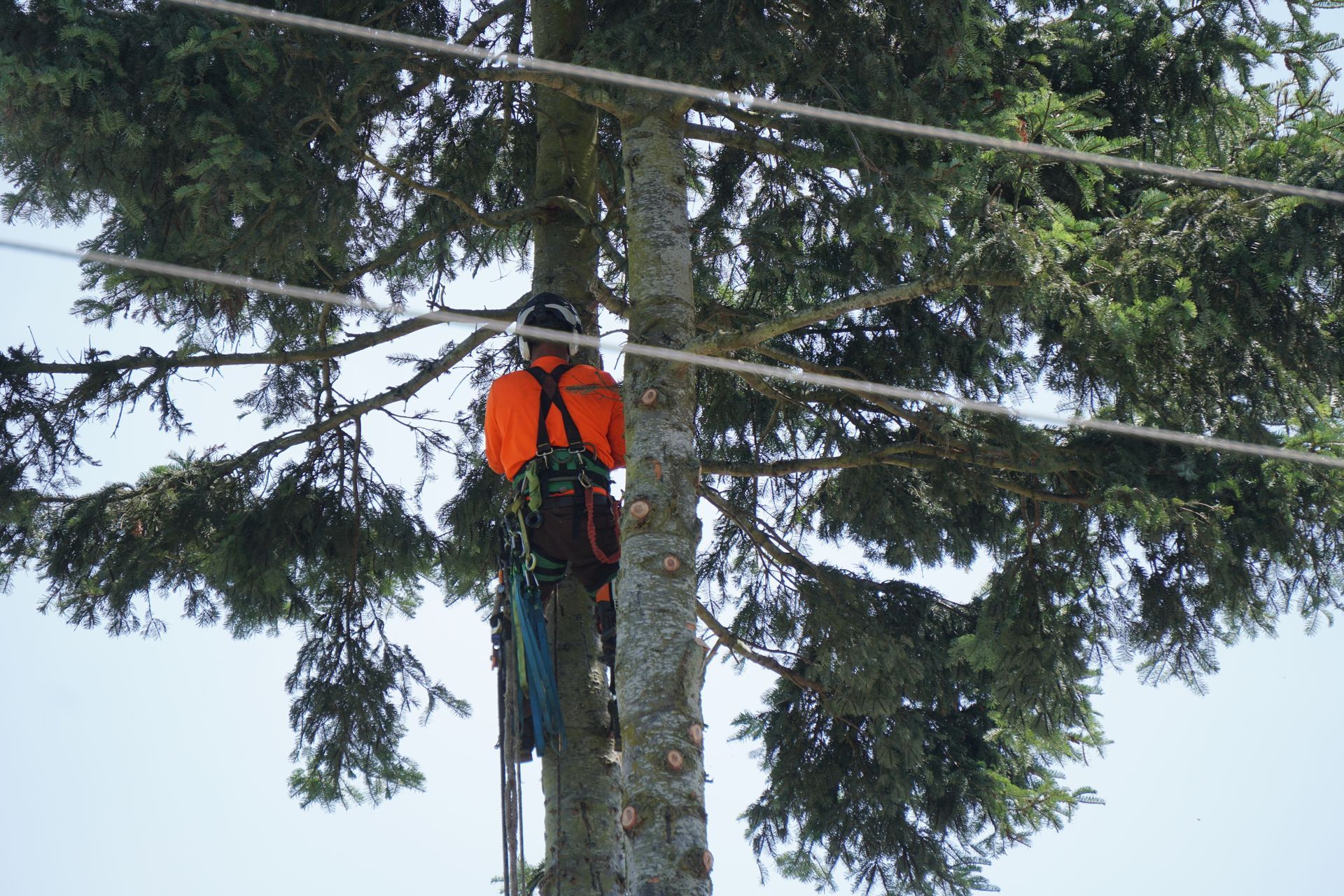 Arborist in orange climbing tree, secured by ropes and harness. Overhead cable lines visible.