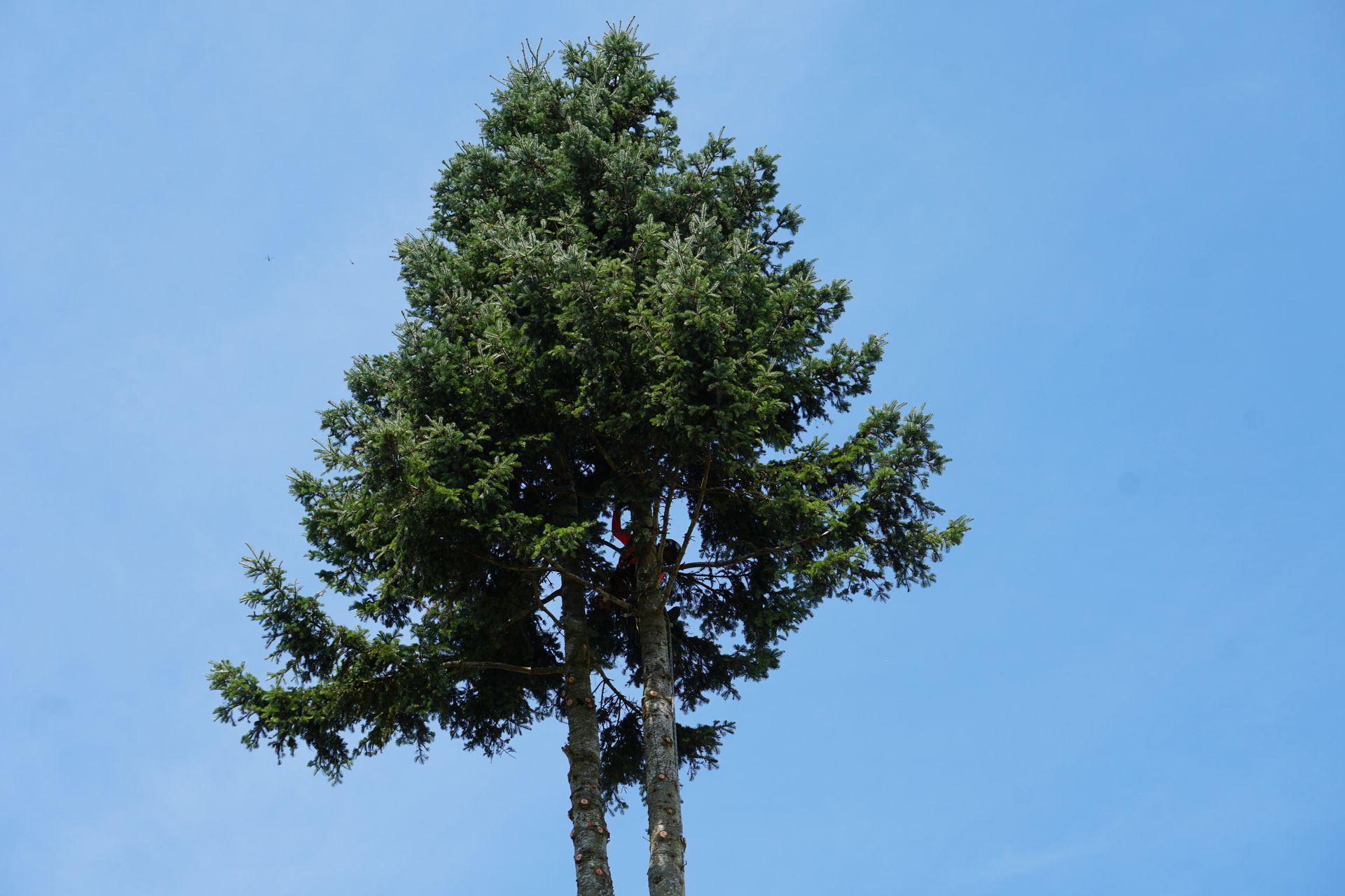 Tall evergreen tree against a bright blue sky.