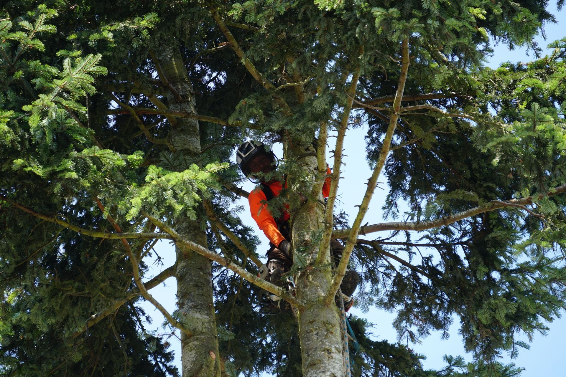 tree removal tree crown cleaning