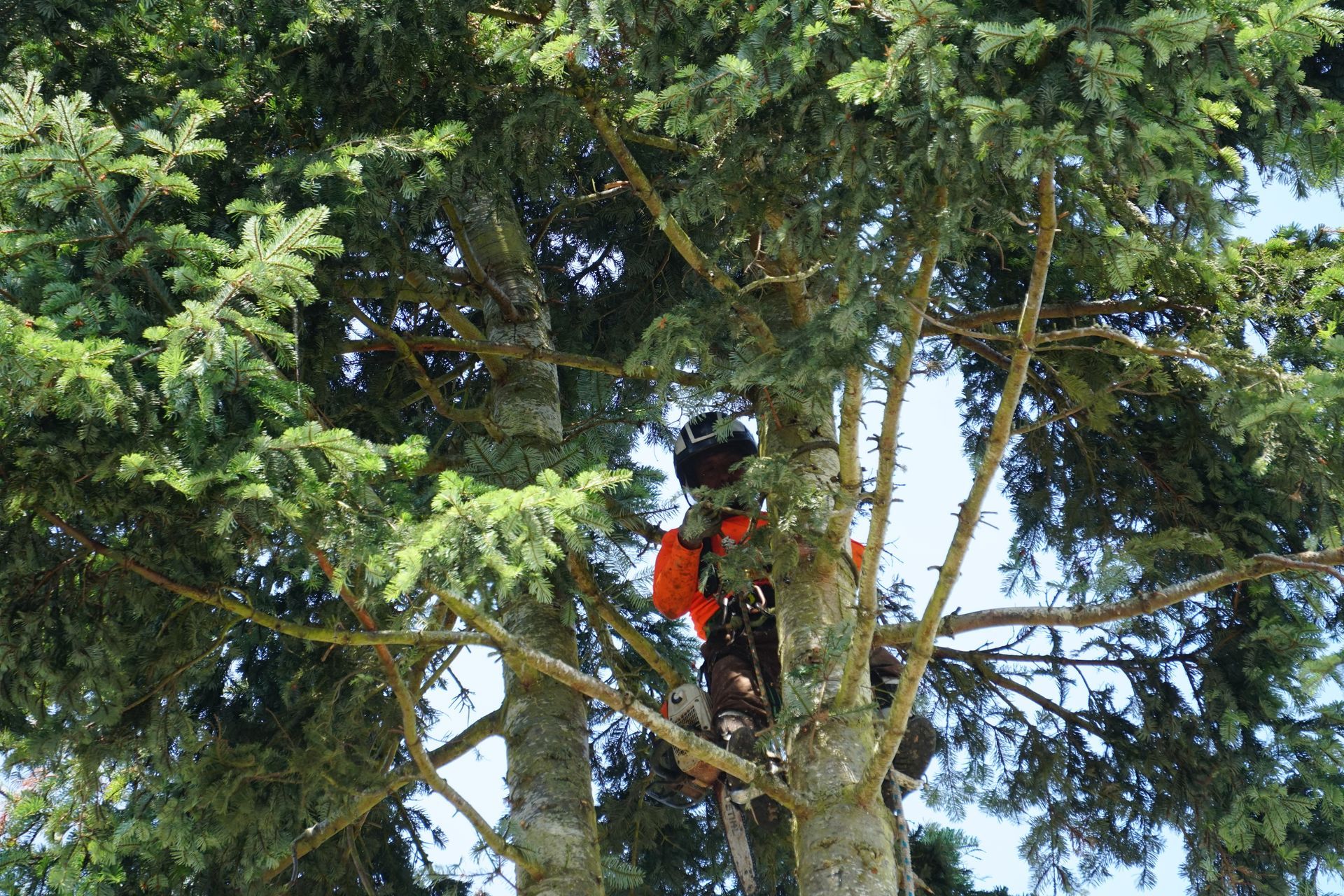 Arborist in orange shirt and helmet pruning a large evergreen tree.