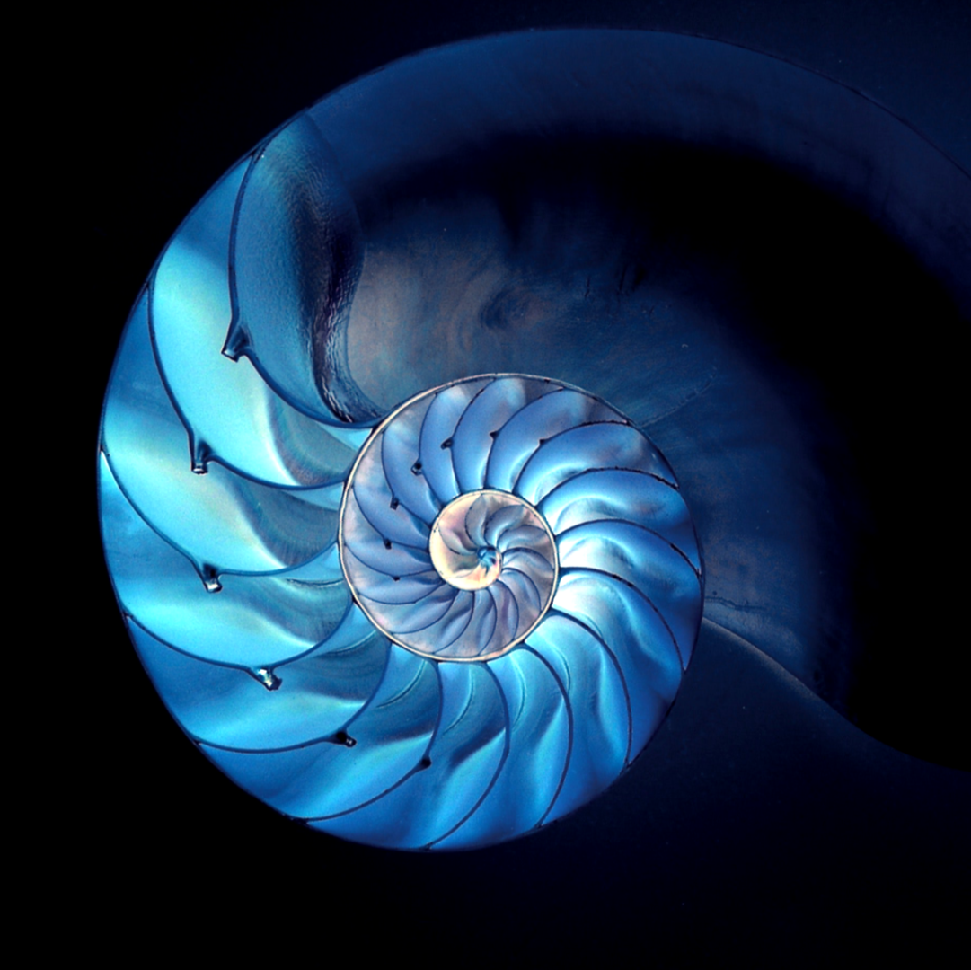 Shell Sounds | Bespoke Music Composition