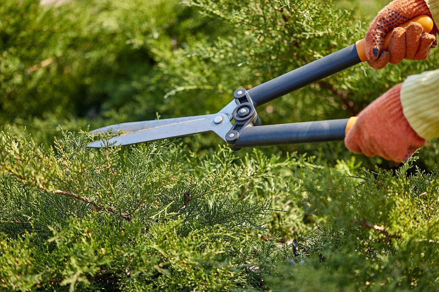 A person is cutting a bush with a pair of scissors.