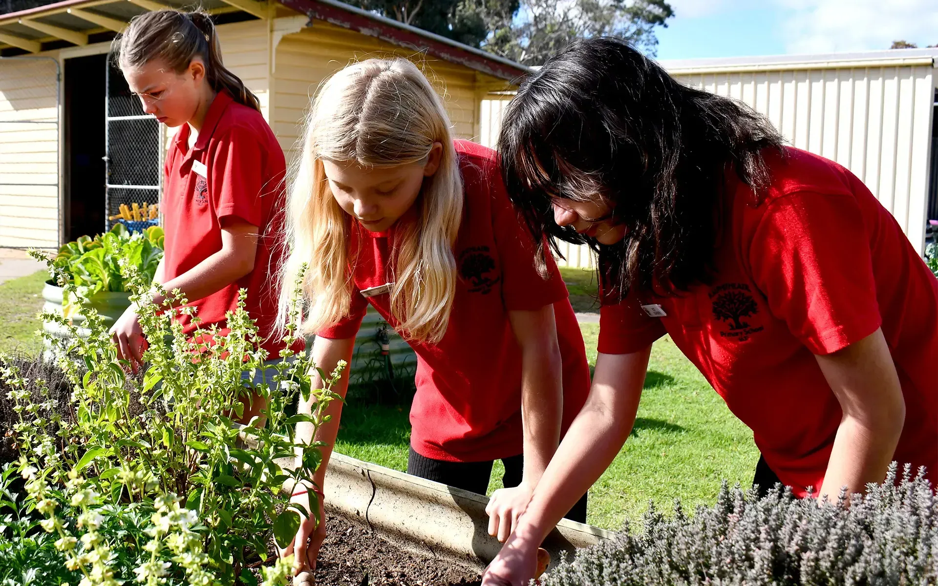Amphitheatre Primary School - Pyrenees Victoria - Curriculum