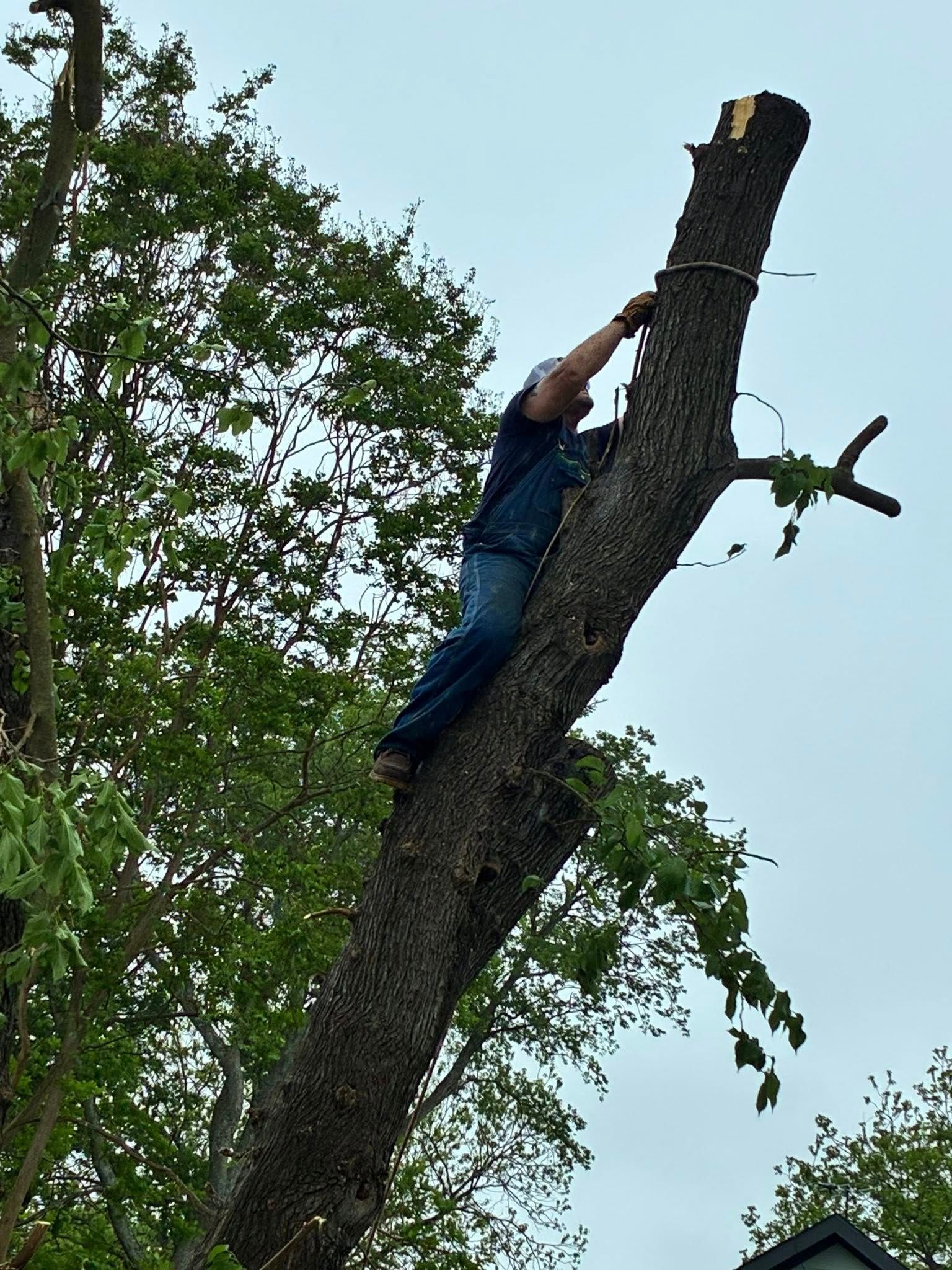 Person in blue climbs a leaning tree trunk with branches in a wooded area