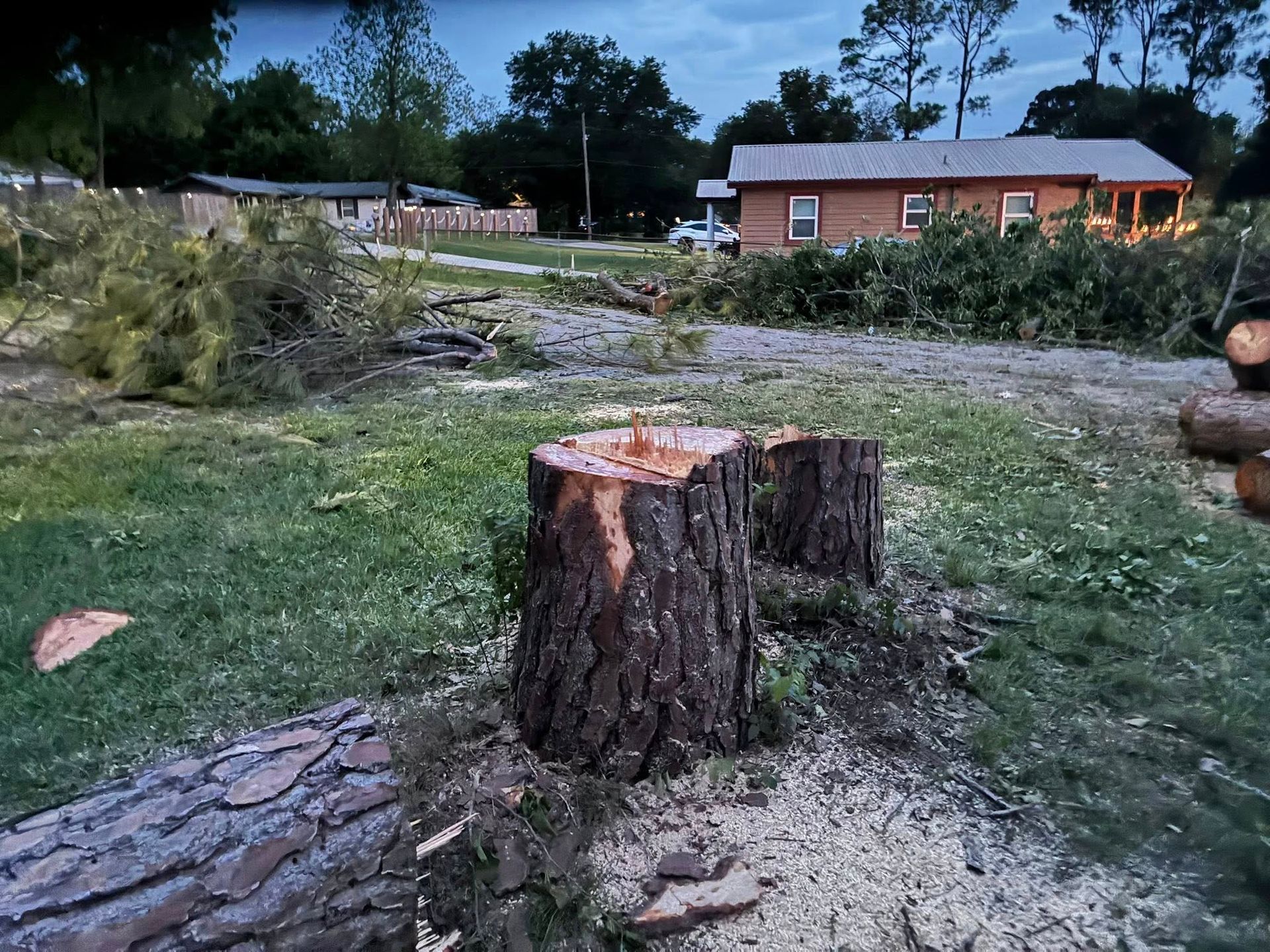 Cut tree stumps in a cleared yard with a house and trees in the background