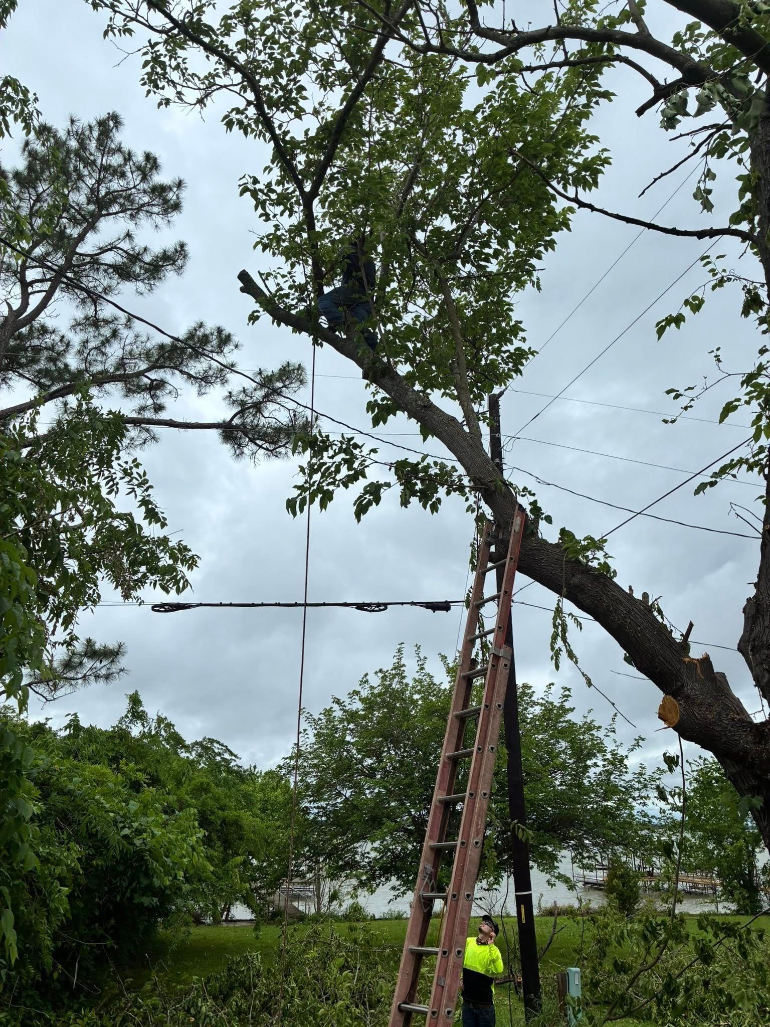 Tree worker on a ladder trimming branches in a leafy yard