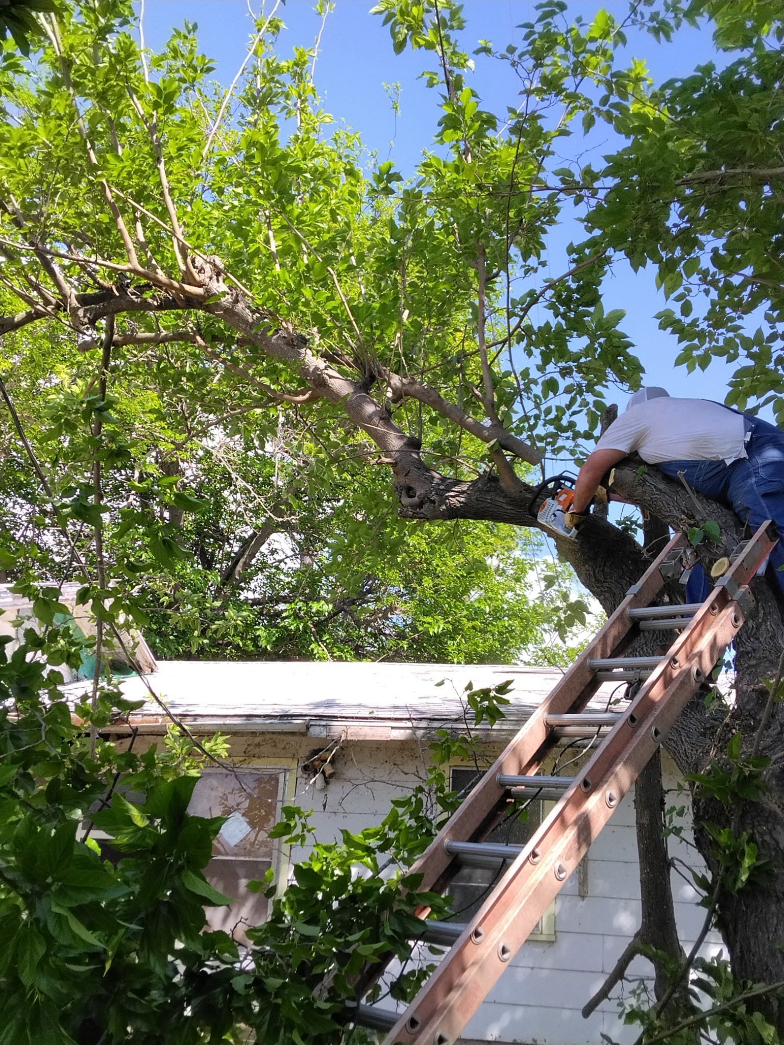 Worker on a ladder trimming tree branches above a white house roof
