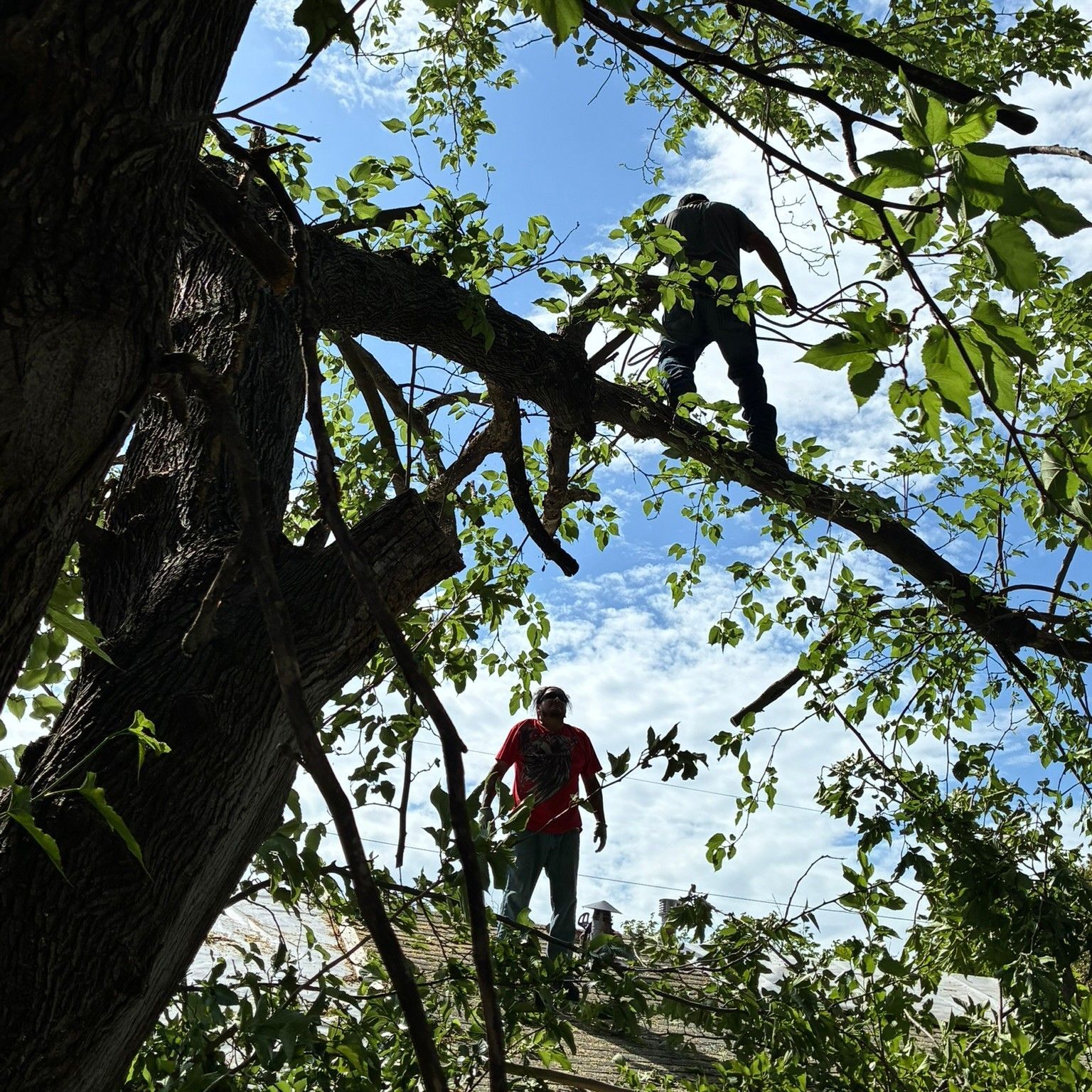 Person in red shirt standing on a tree branch under a blue sky