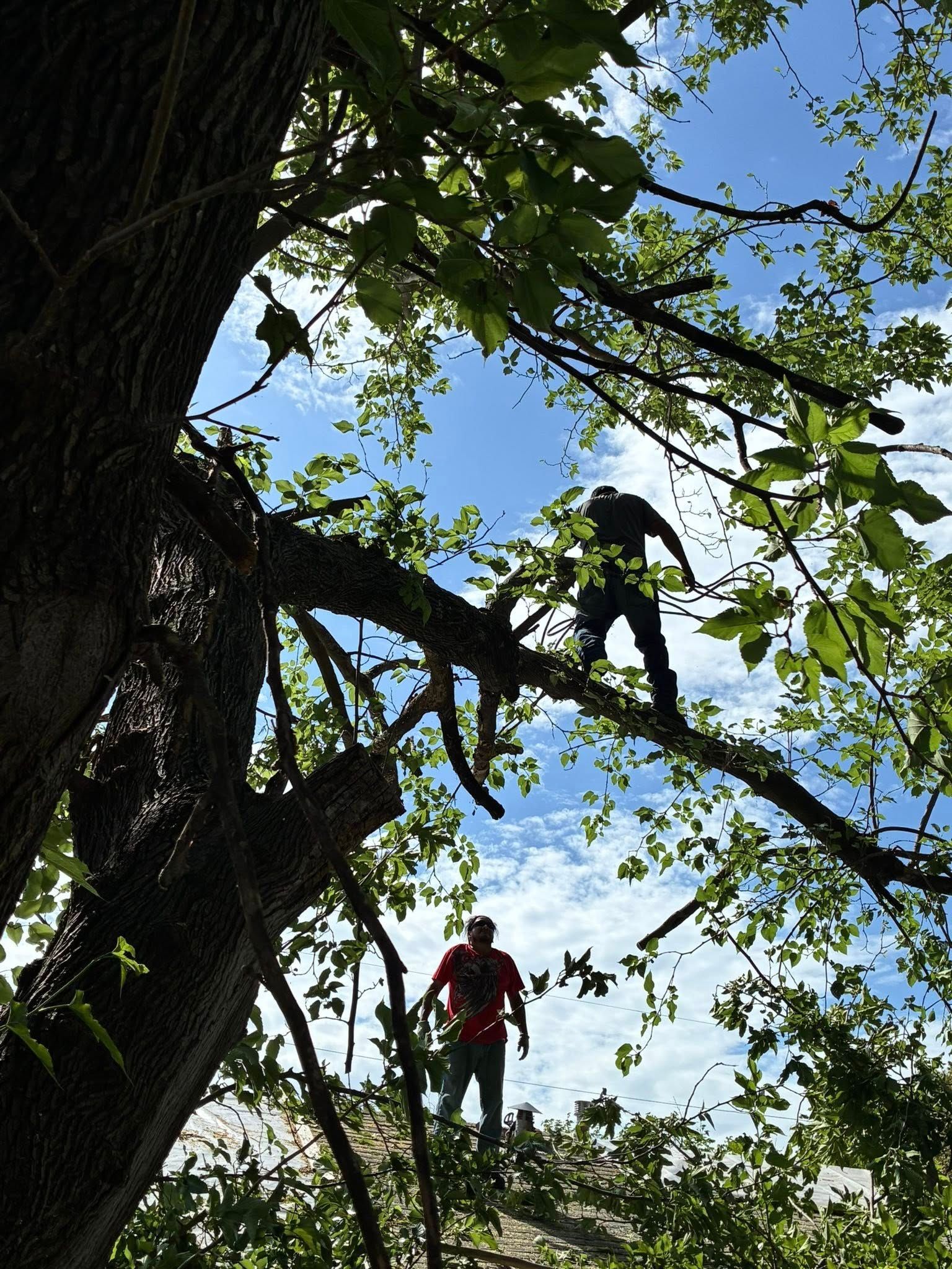 Two climbers in helmets ascend a rope course among tree branches against a blue sky.