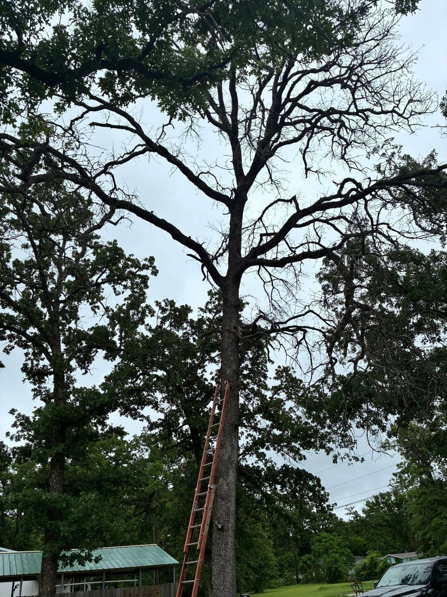 Tall tree with a red ladder leaning against its trunk in a yard, under a cloudy sky.