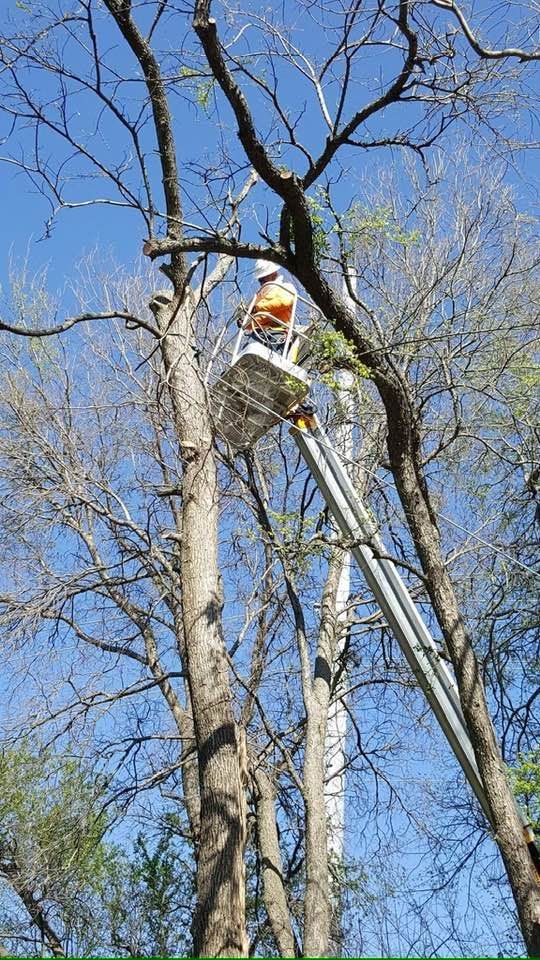 Worker in an elevated bucket trims tall trees against a clear blue sky.
