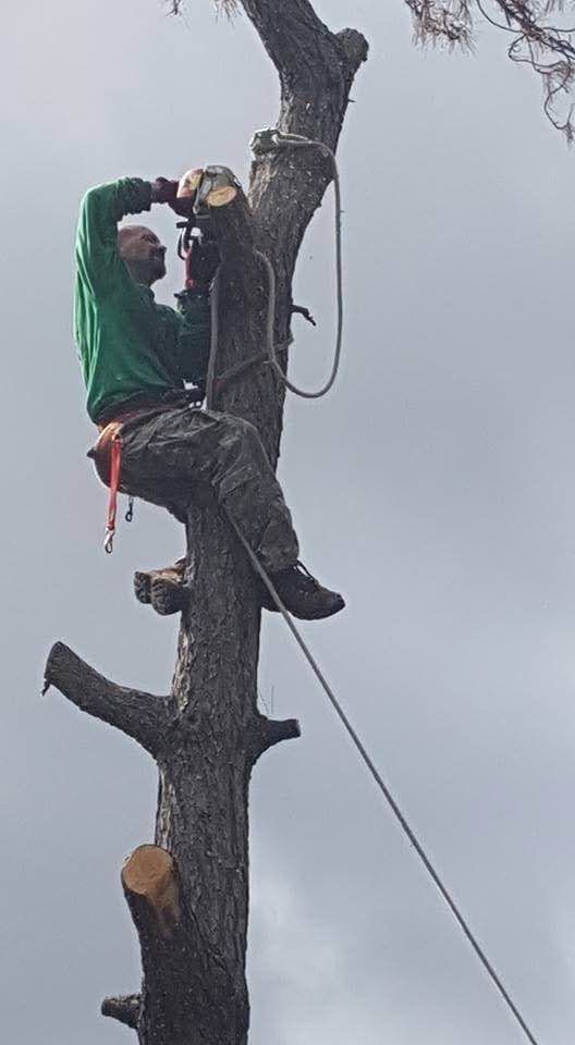 Arborist in green gear climbing a tall tree with a safety rope, pruning branches against a gray sky