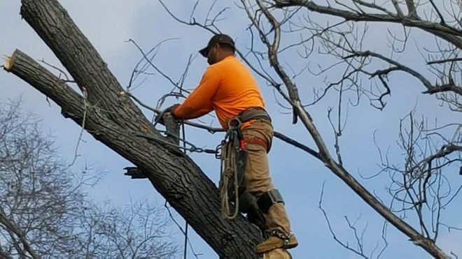 Worker in orange shirt cutting a tree branch while standing on a large tree trunk outdoors