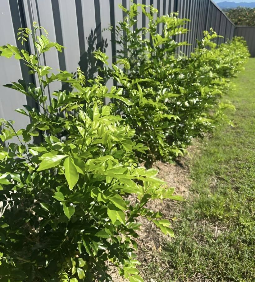 A Row of Plants Growing Next to a Fence in a Yard — Manning Valley Landscapes in Wingham, NSW