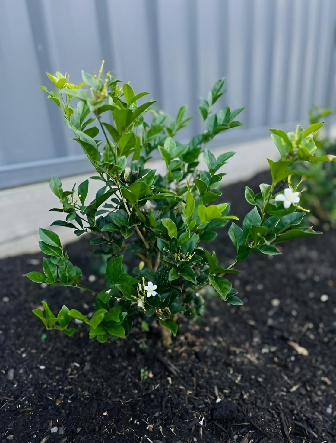A Small Plant With White Flowers is Growing in the Dirt — Manning Valley Landscapes in Gloucester, NSW