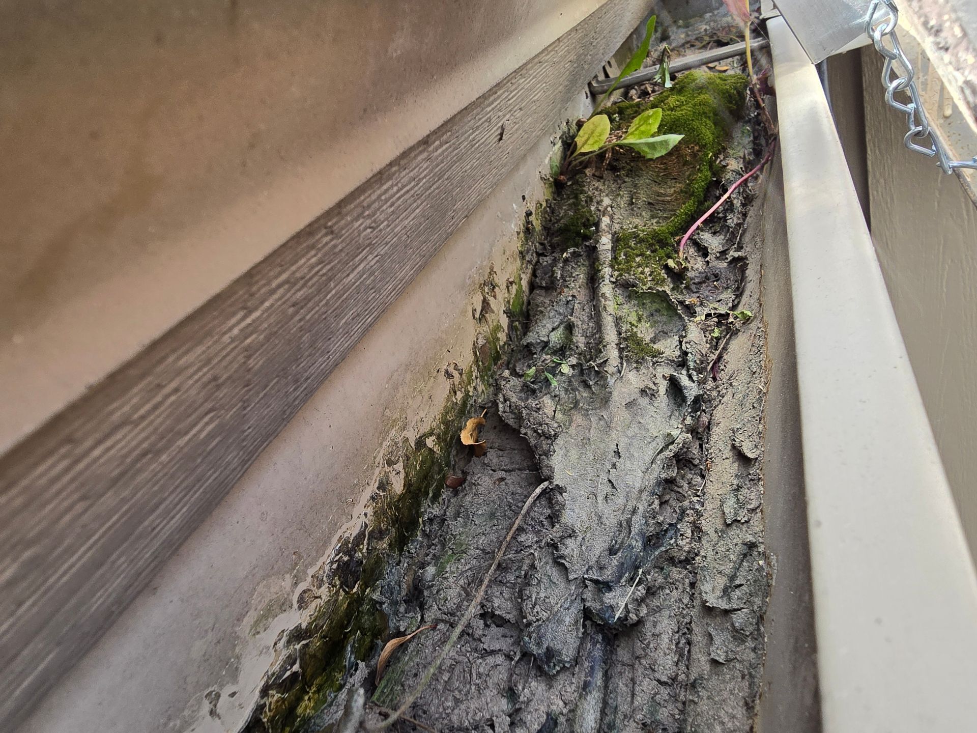 A metal rain gutter filled with dark, damp soil, moss, and small green plants.