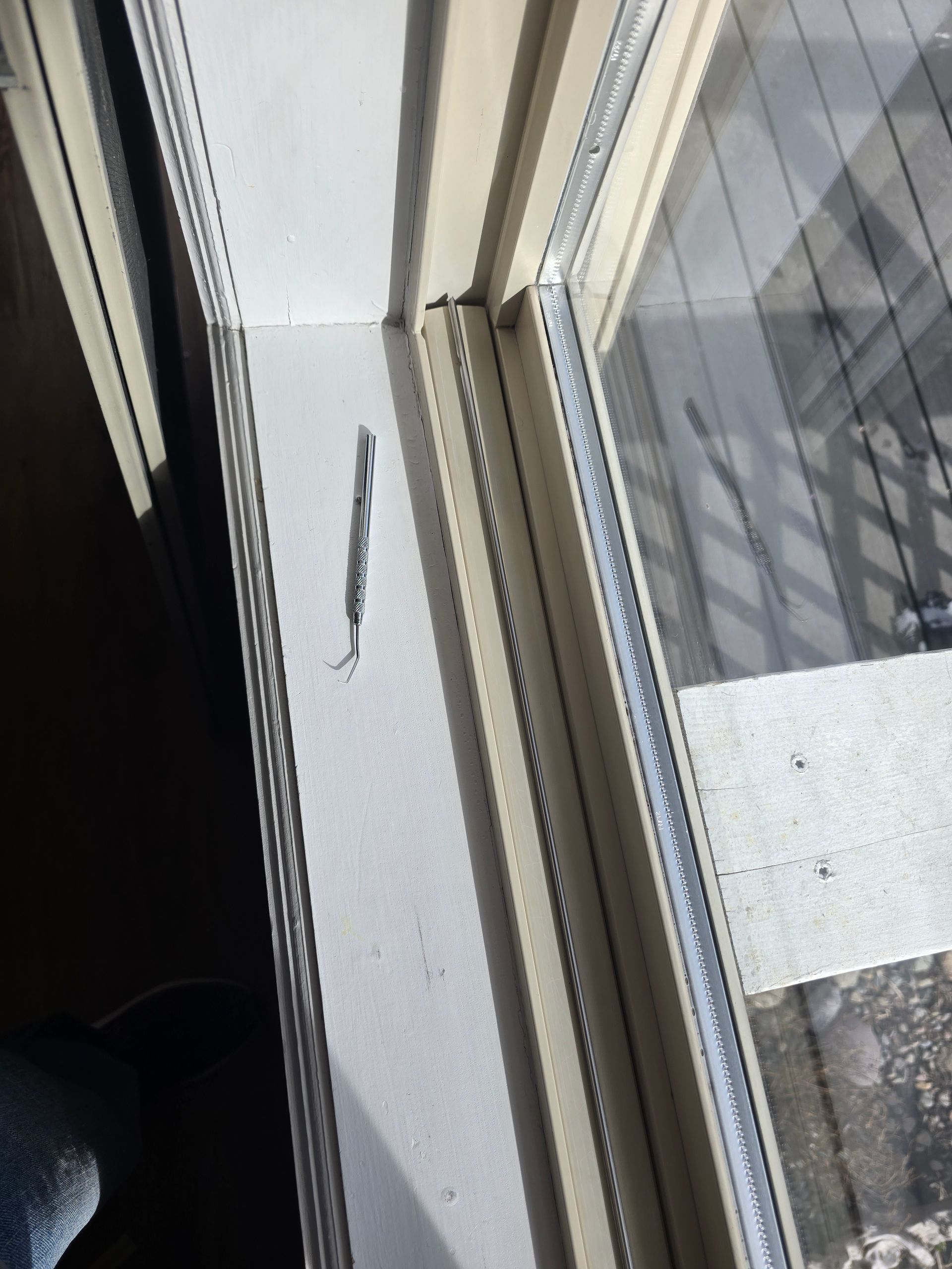A thin, elongated insect with long legs resting on a white indoor window sill next to a window pane.