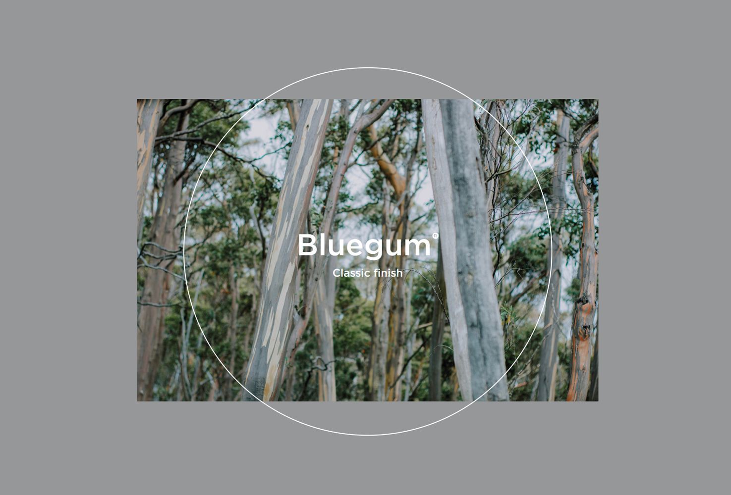 Bluegum