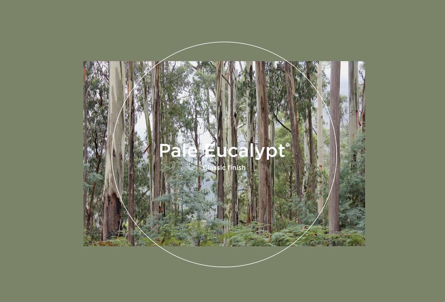 Pale Eucalypt