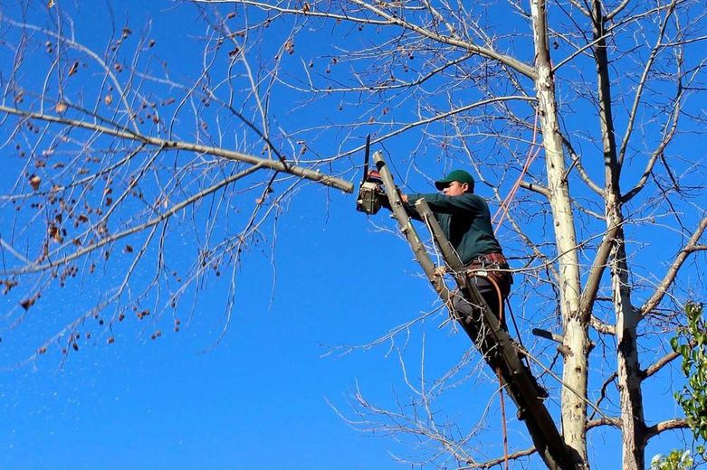 A man is cutting a tree branch with a chainsaw.