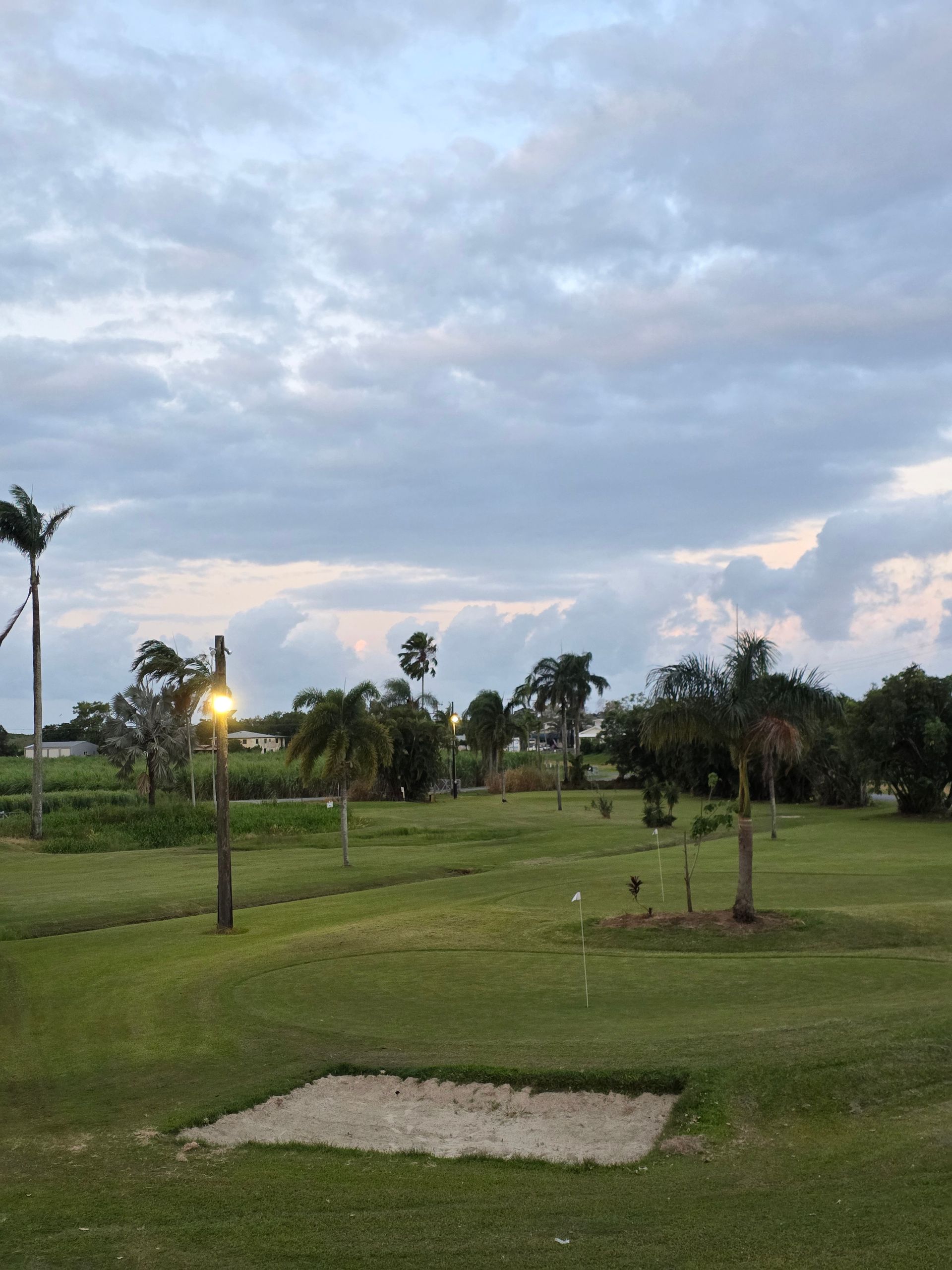 A golf course with a palm tree in the middle of it