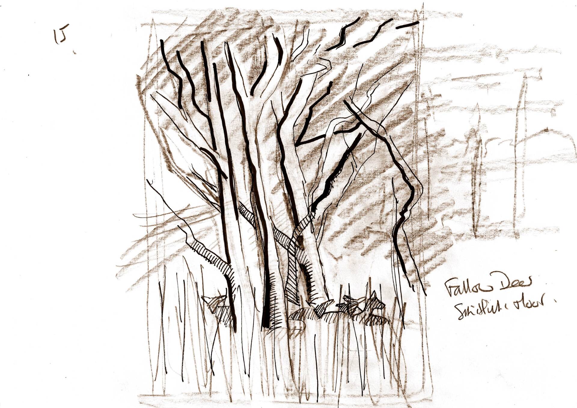 A pencil drawing of a forest with trees without leaves