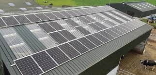 A cow is standing in front of a barn with solar panels on the roof.