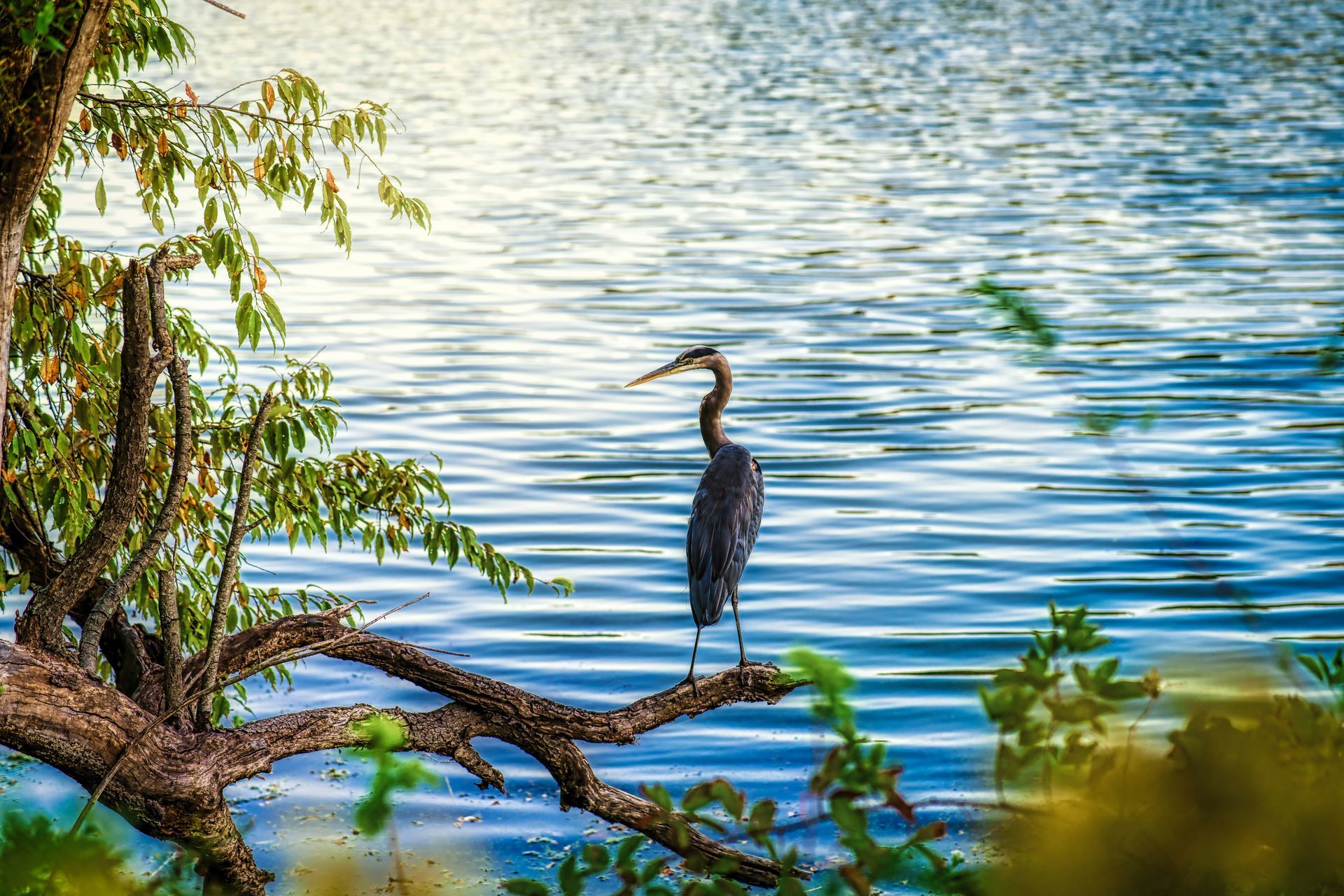 Blue heron standing on a tree branch, overlooking a lake with blue water.