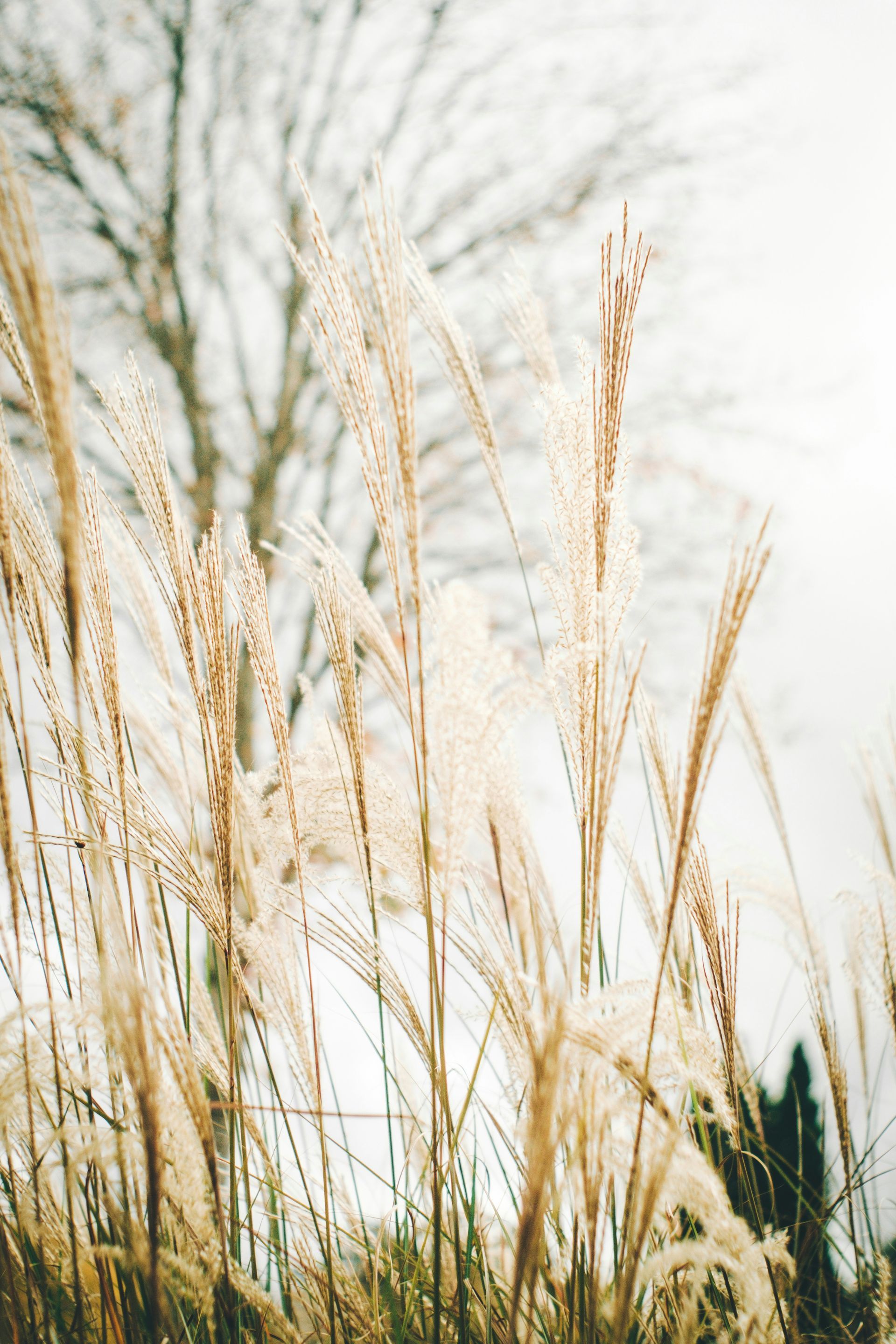 Tall, dried ornamental grasses with feathery plumes, sunlight, and a blurred tree background.