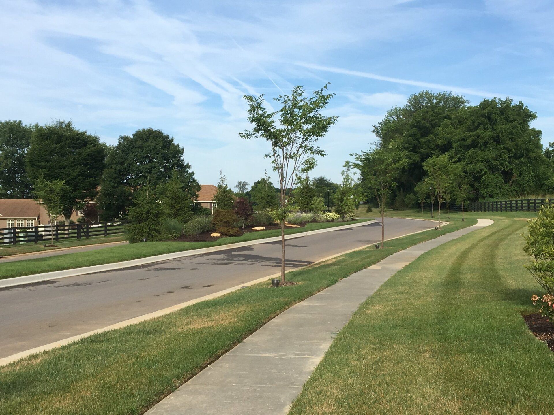 A residential street with a tree on the side of it