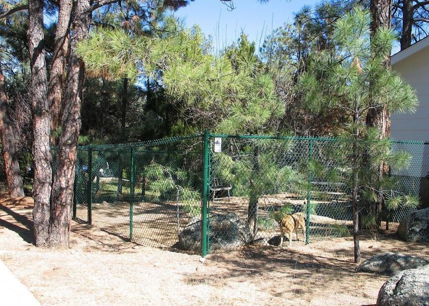 A dog is behind a chain link fence in a park