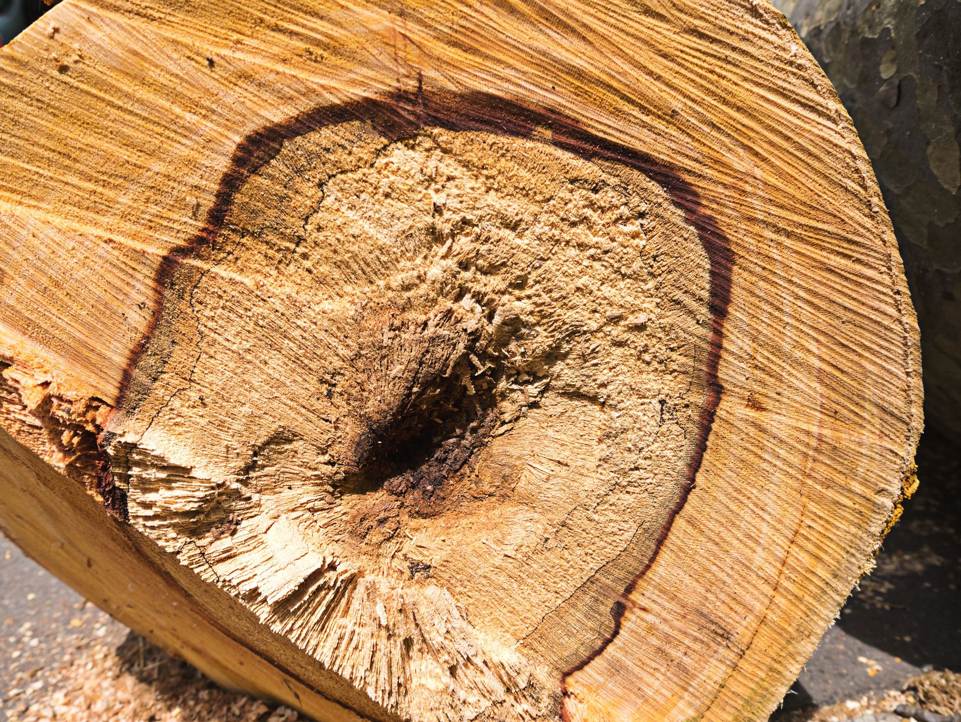 Are Your Trees Suffering From Massaria?
