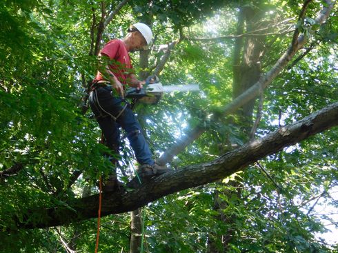 Man Checking Tree Branches — Michigan City, IN — Knoll & Son’s Tree Service