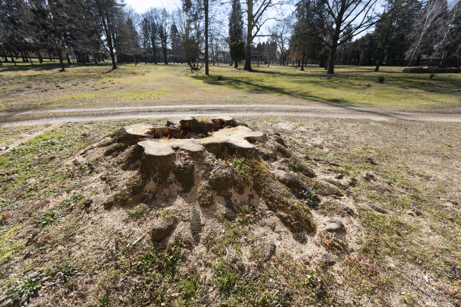 A Growing Tree Stump — Michigan City, IN — Knoll & Son’s Tree Service