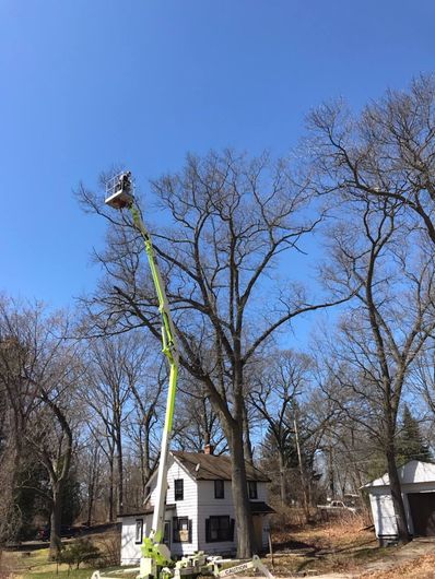 A Blue Cutter Removing Small Branches — Michigan City, IN — Knoll & Son’s Tree Service