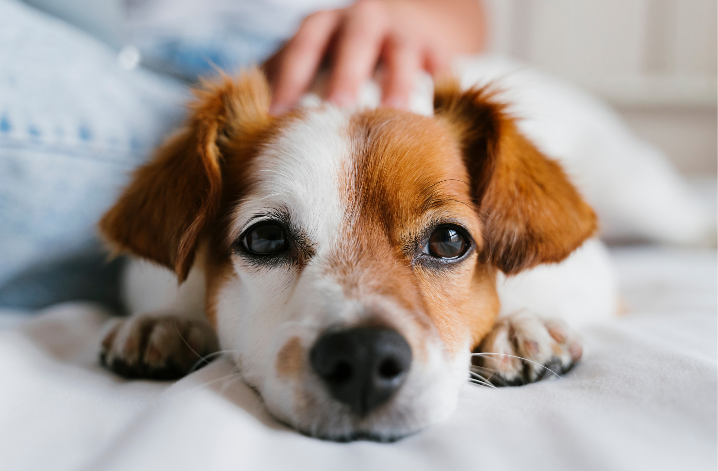 A little girl is holding a white rabbit on a table.