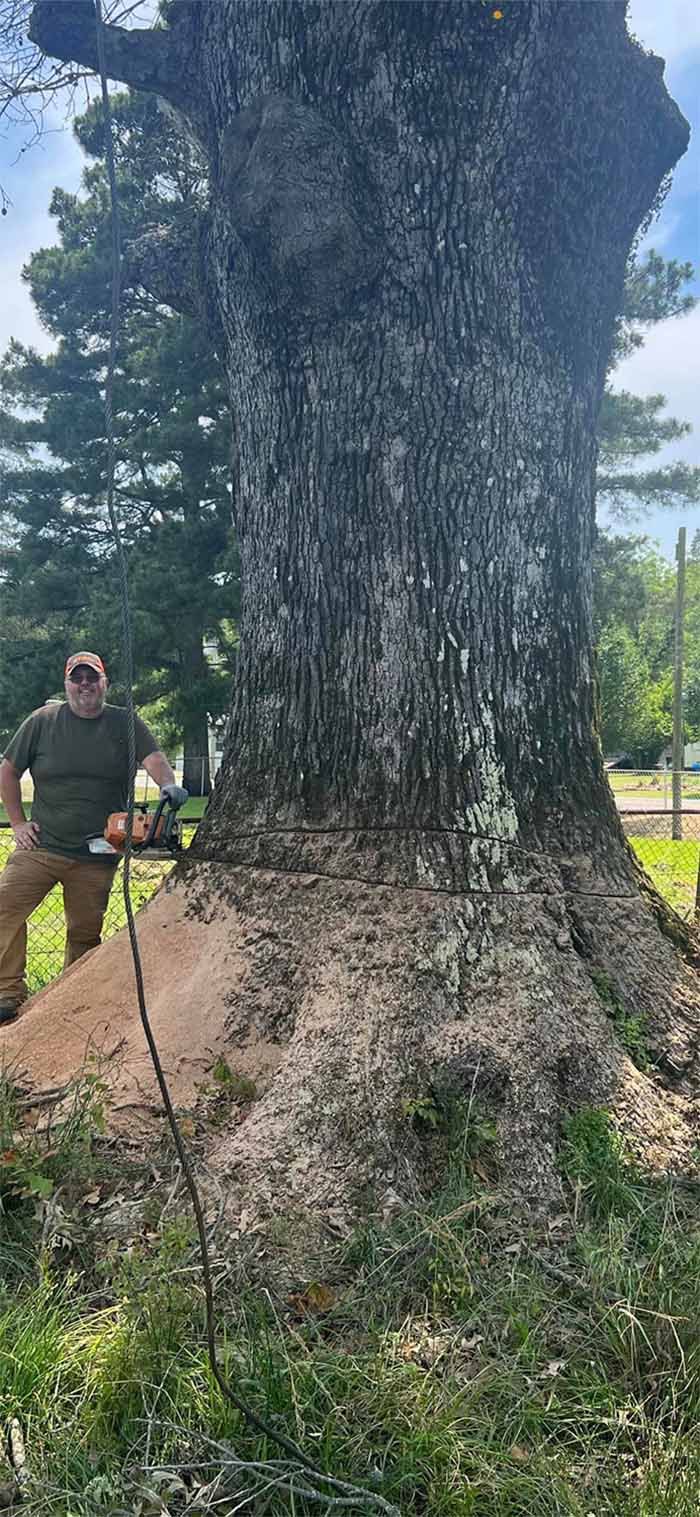 A man is standing next to a large tree with a chainsaw.
